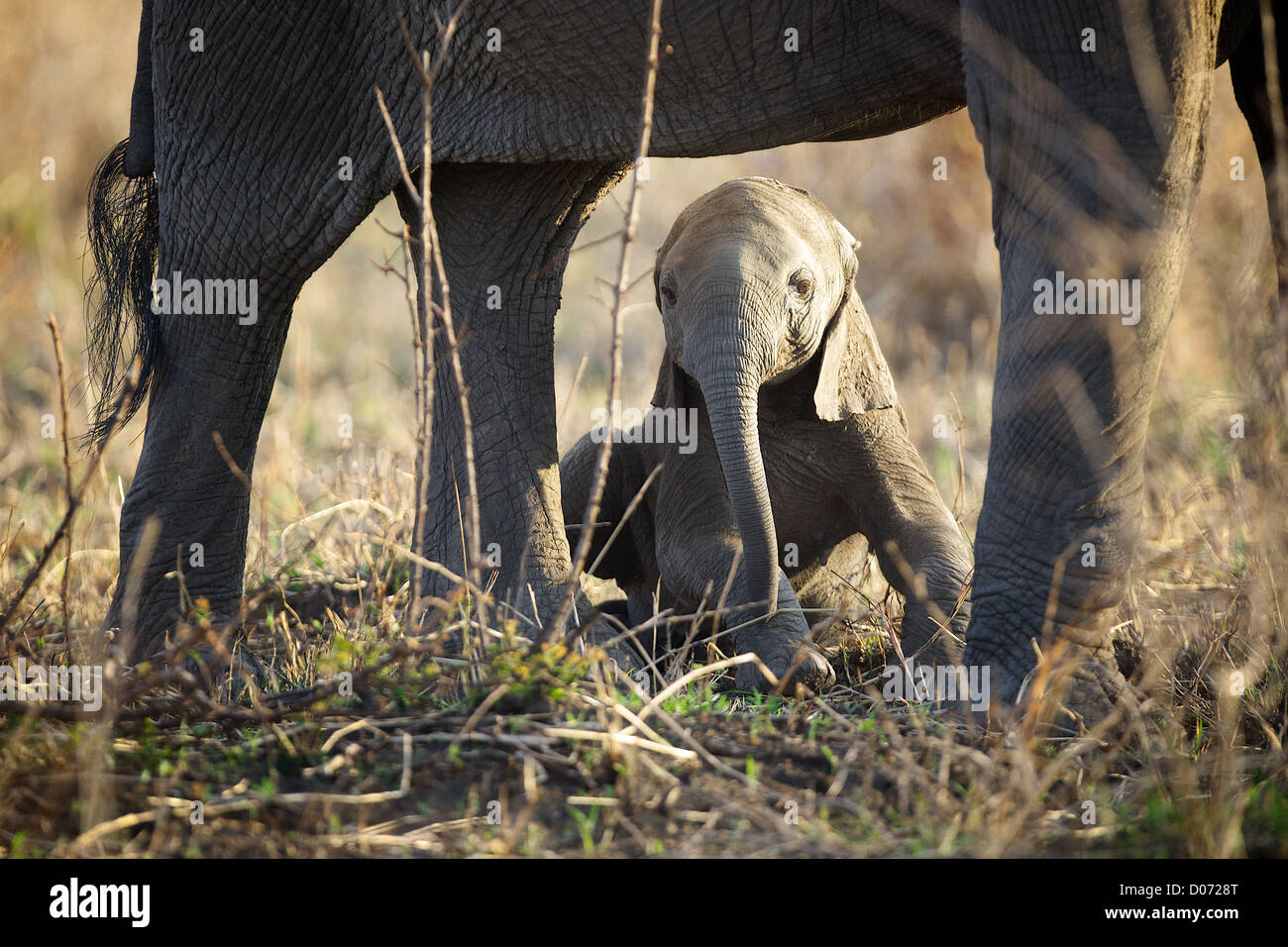 L'Eléphant d'Afrique Loxodonta africana bébé cache sous maman. Jeu Mikumi réserver . Le sud de la Tanzanie. Afrique du Sud Banque D'Images