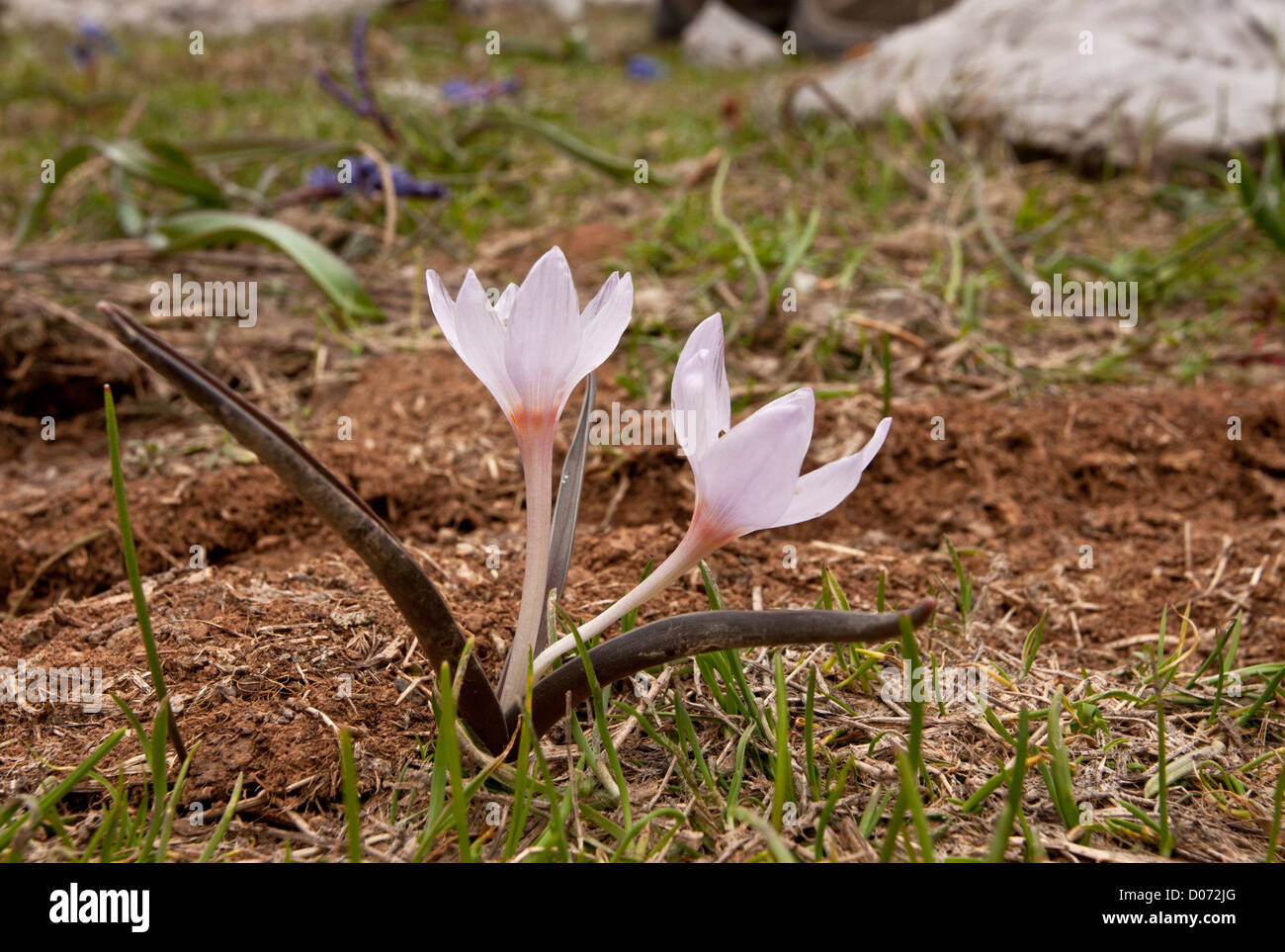 Trois à floraison printanière, à feuilles de colchique Colchicum triphyllum sur le Mont Parnasse, en Grèce. Banque D'Images