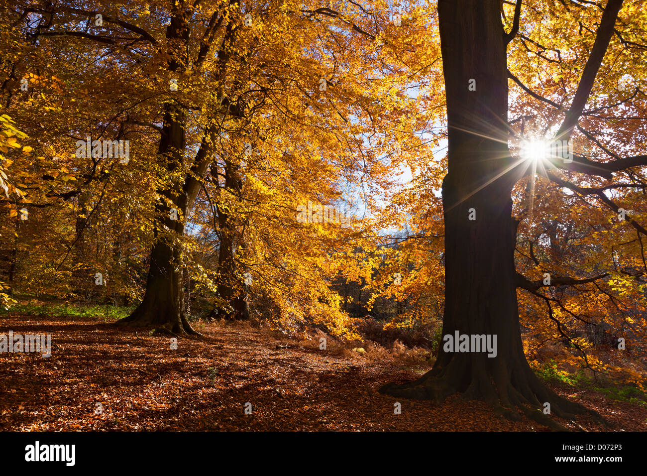 Les arbres d'automne dans la région de Clumber Park, Nottingham, Nottinghamshire, Angleterre, Royaume-Uni, l'Union européenne, de l'Europe Banque D'Images