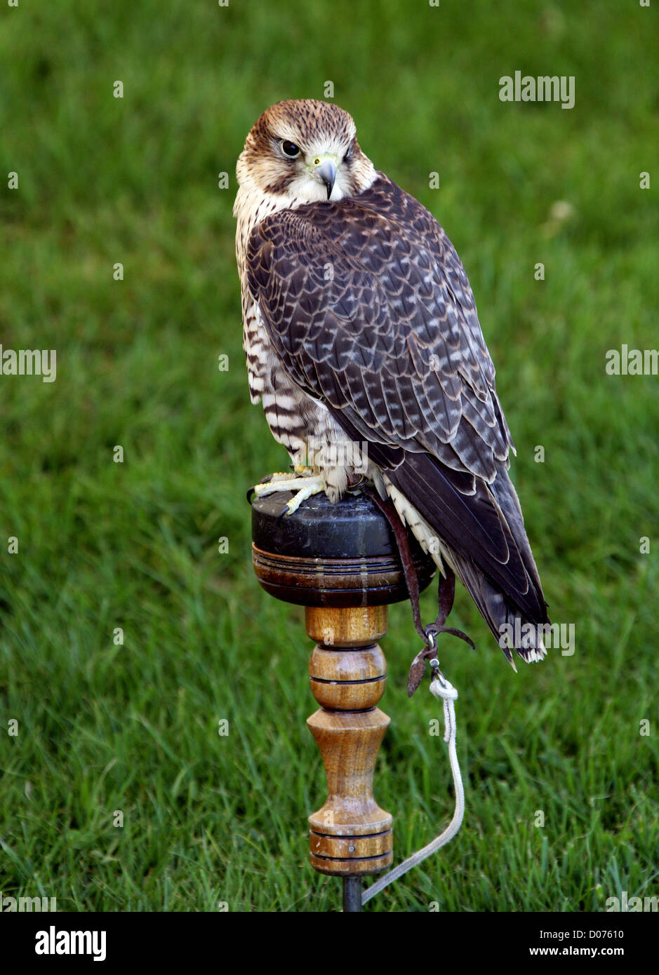 Le faucon Saker Falcon (mâle). Un croisement entre un faucon sacre (Falco cherrug) et d'un Faucon pèlerin (Falco peregrinus). Banque D'Images