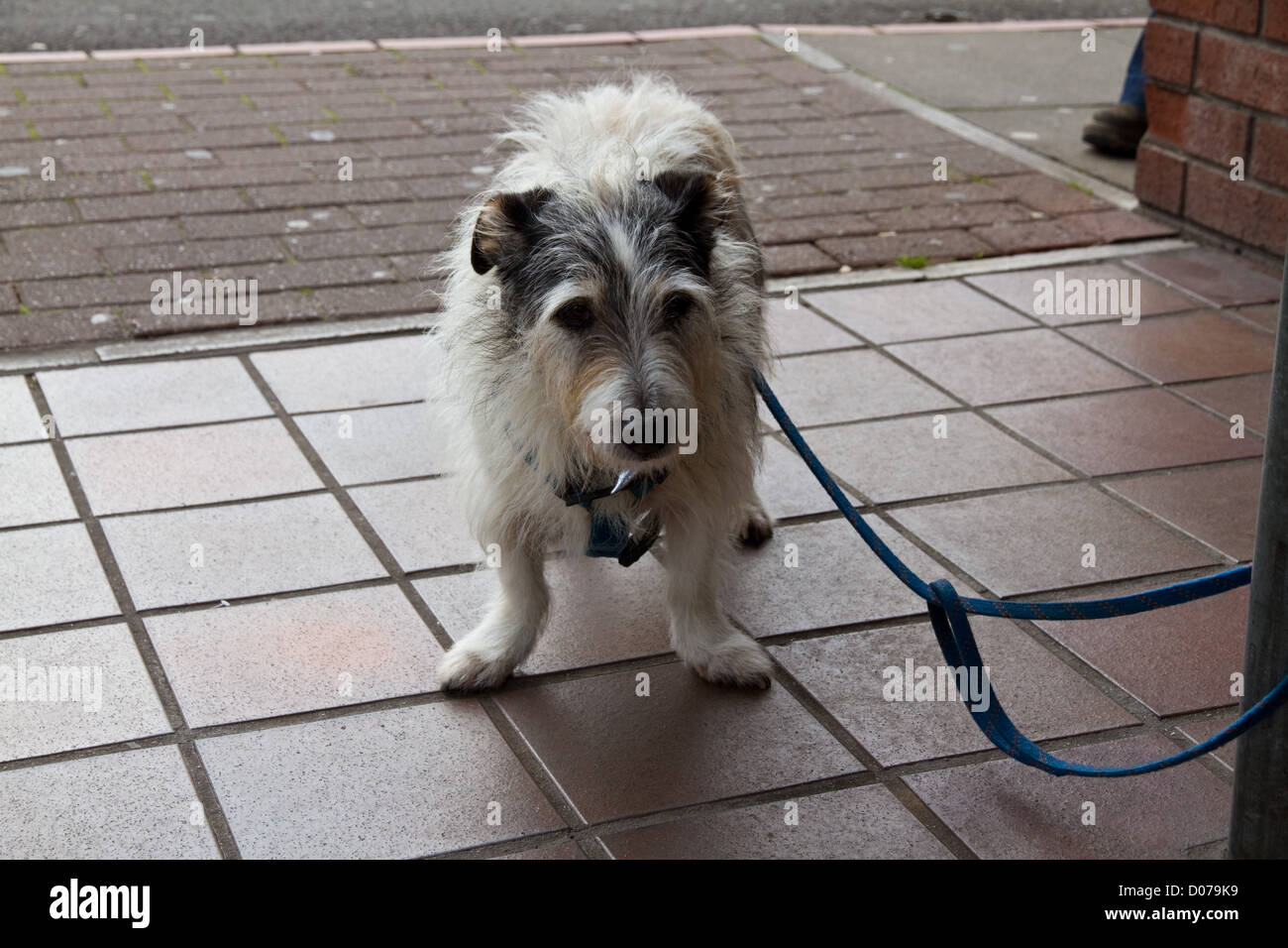 Un petit peu hirsute, chien noir et blanc attend patiemment à l'extérieur d'une boutique pour son propriétaire Banque D'Images