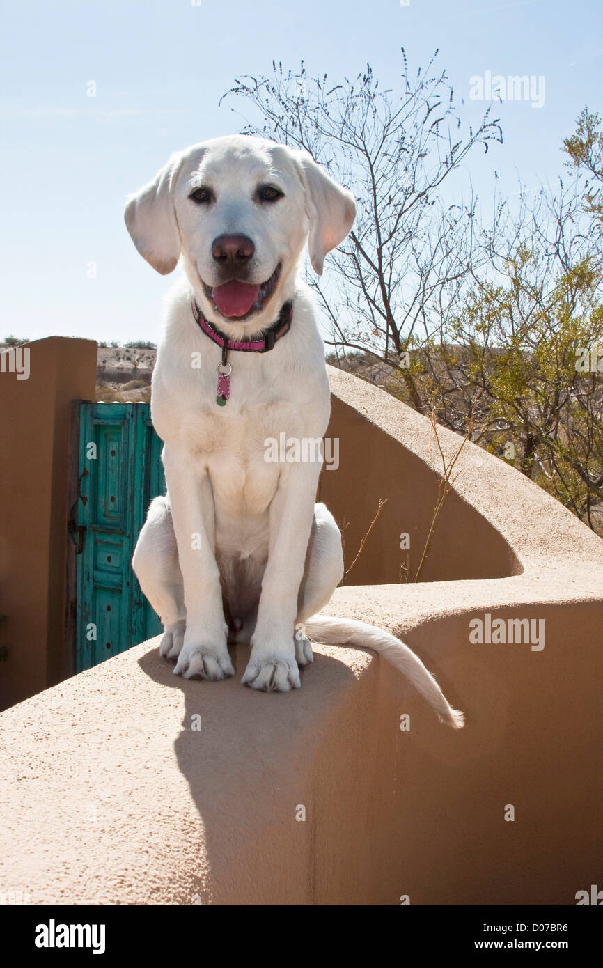 Un Goldendoodle chiot assis sur un mur d'adobe. Banque D'Images