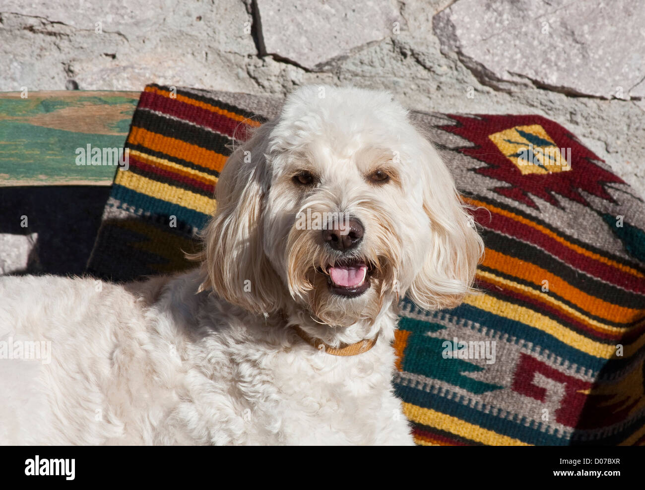 Portrait d'un Goldendoodle couché contre un Sud-ouest de couverture. Banque D'Images