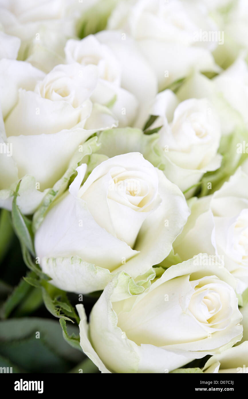 Roses blanches avec l'arrière-plan flou Banque D'Images