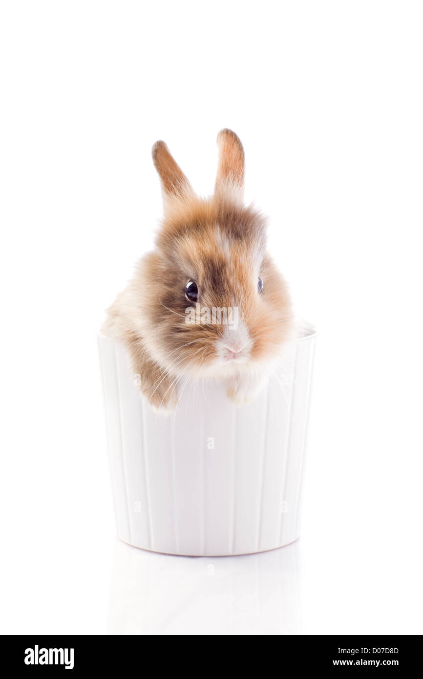 Photo de l'adorable lapin nain à tête de lion sur fond isolé blanc Banque D'Images