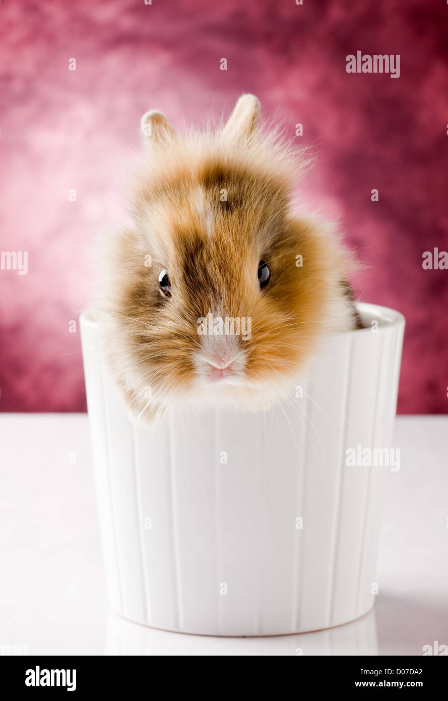 Photo de l'adorable lapin nain à tête de lion sur fond isolé blanc Banque D'Images