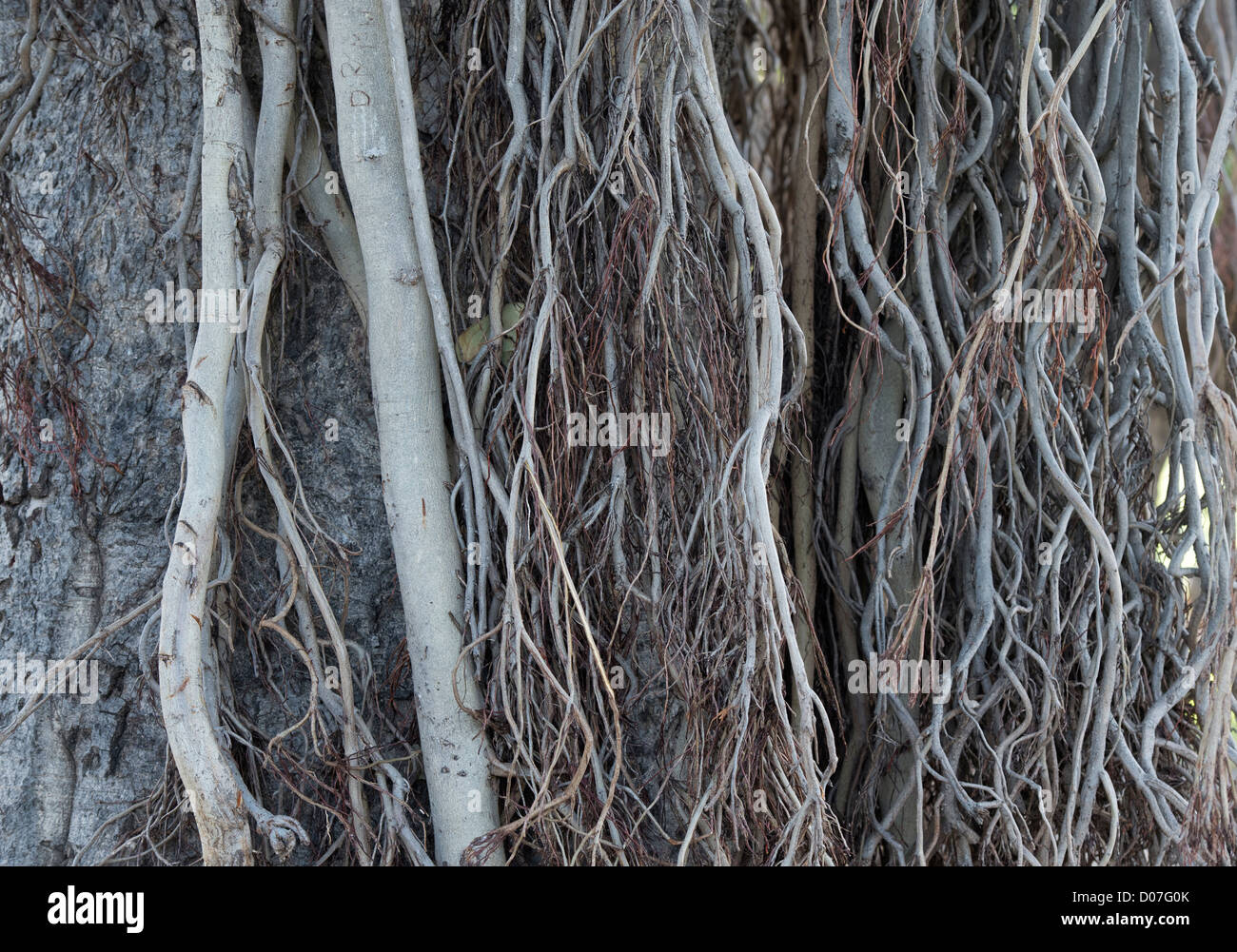 Ficus benghalensis. Les racines aériennes d'un banian indien Banque D'Images