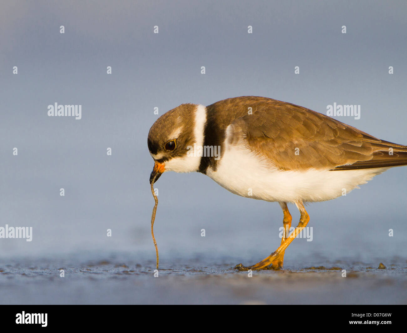 USA, l'État de Washington. Un pluvier semipalmé (Charadrius semipalmatus) tire un ver de la plage pendant la migration printanière. Banque D'Images