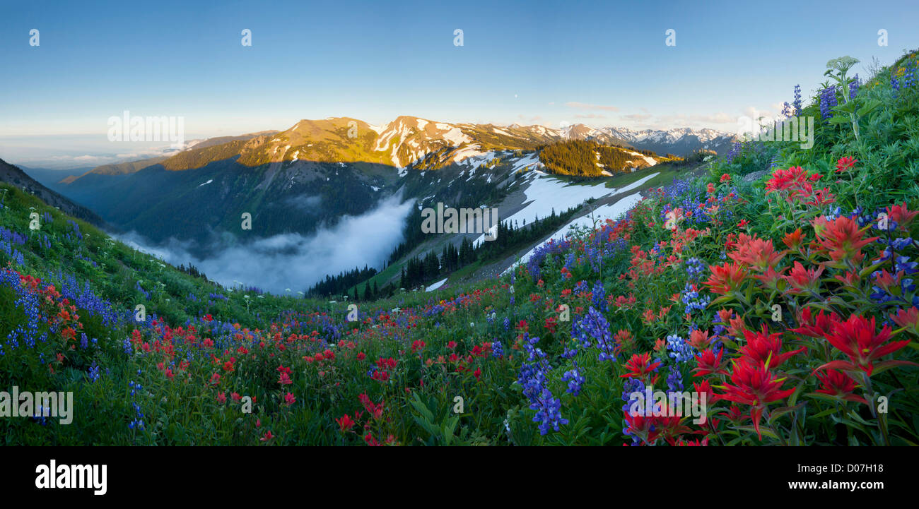 USA. L'état de Washington. Indian Paintbrush et Lupin près d'Obstruction Point Rd. dans le parc national Olympic. Composite numérique. Banque D'Images