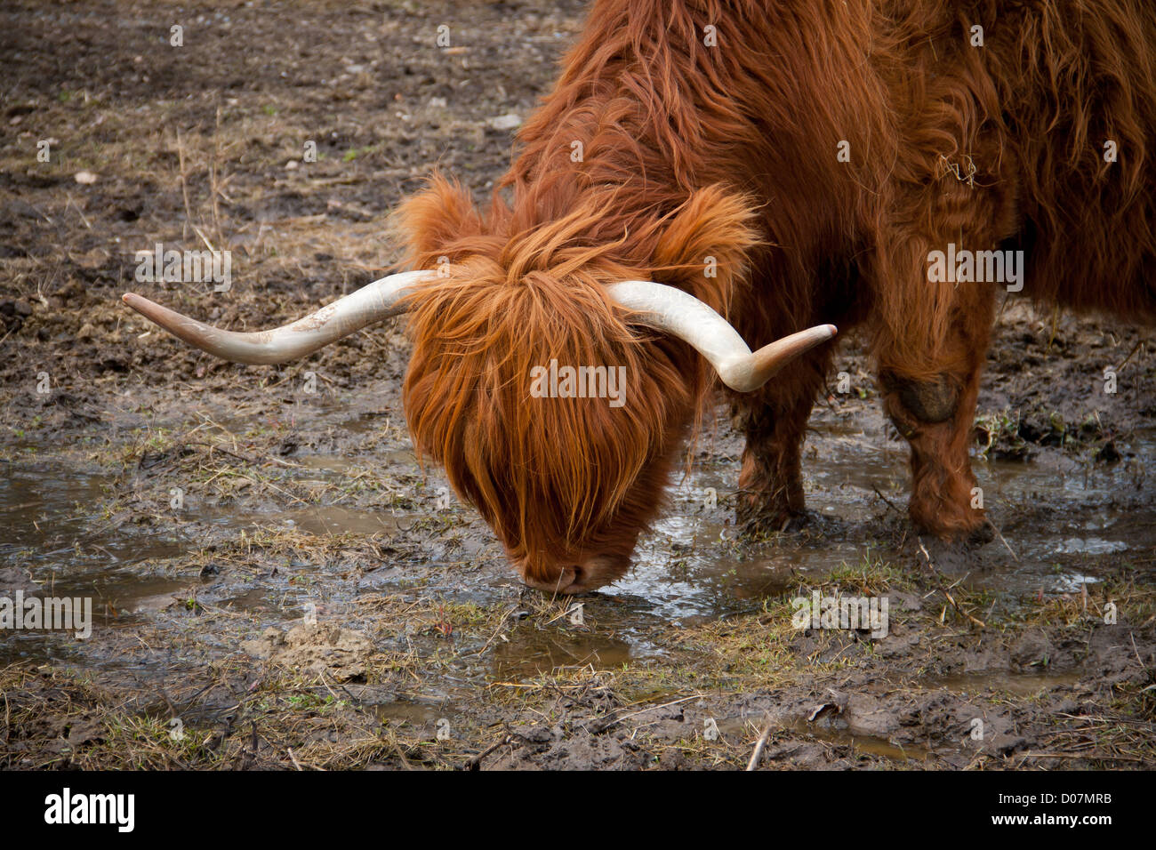 Longicorne cow de manger sur un champ Banque D'Images