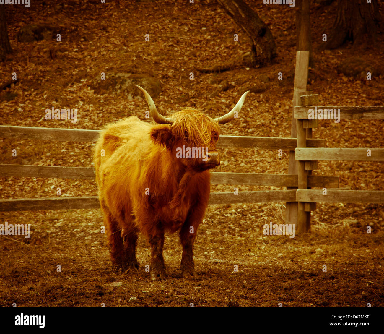 Longicorne cow Standing alone sur un champ Banque D'Images