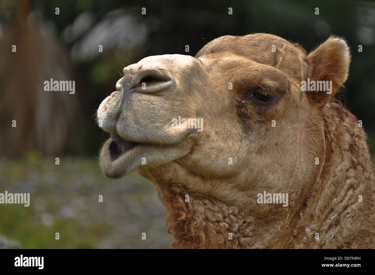 Up Close and Personal camel vous regarde Banque D'Images