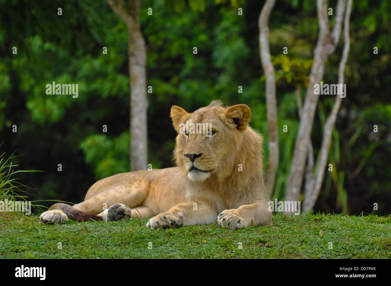 Femme lion couché avec Jungle en arrière-plan Banque D'Images