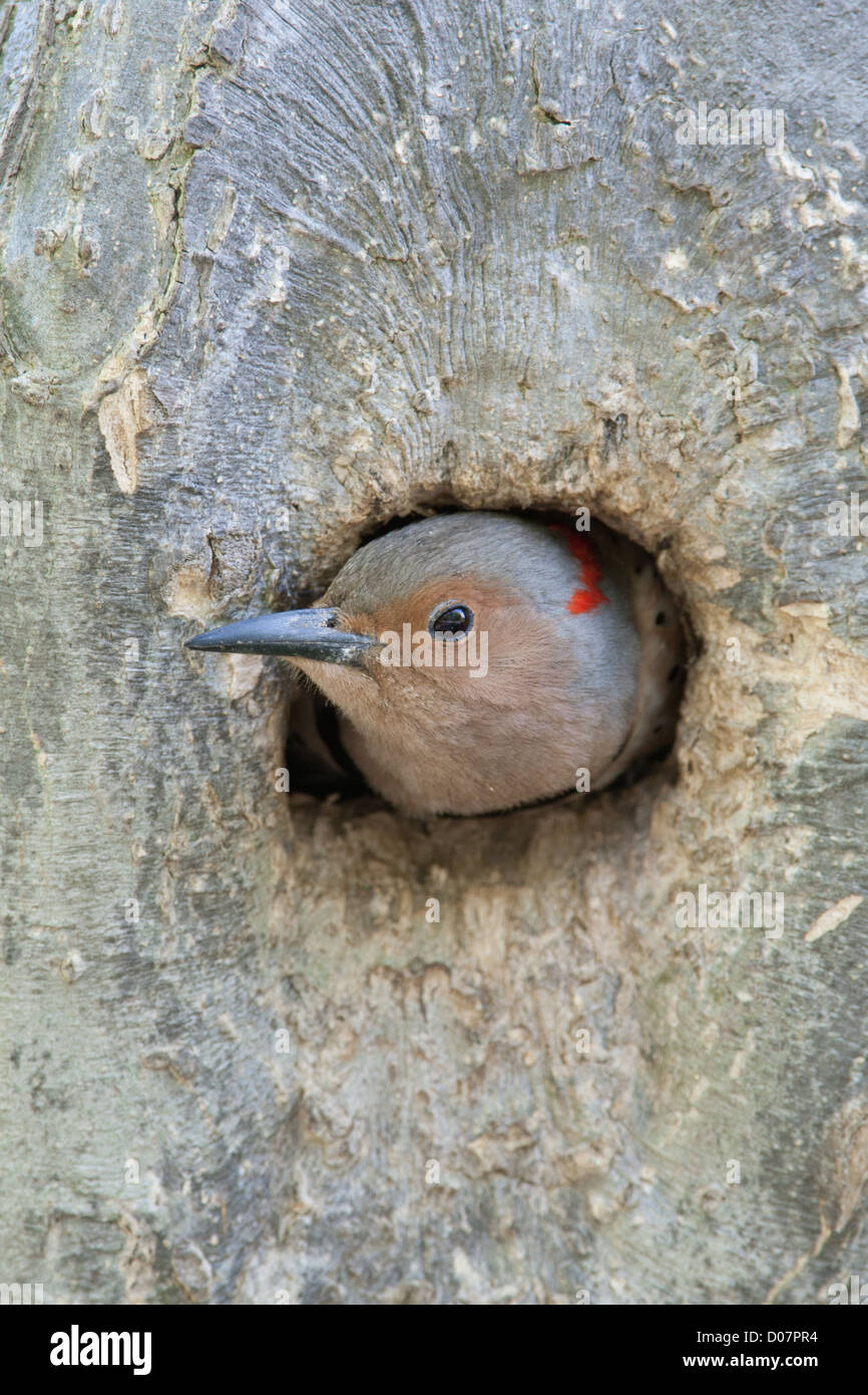 Pic à arbre jaune de Northern Flicker qui sort de Nest Cavity Banque D'Images Pic à arbre jaune de Northern Flicker qui sort de Nest Cavity Banque D'Images