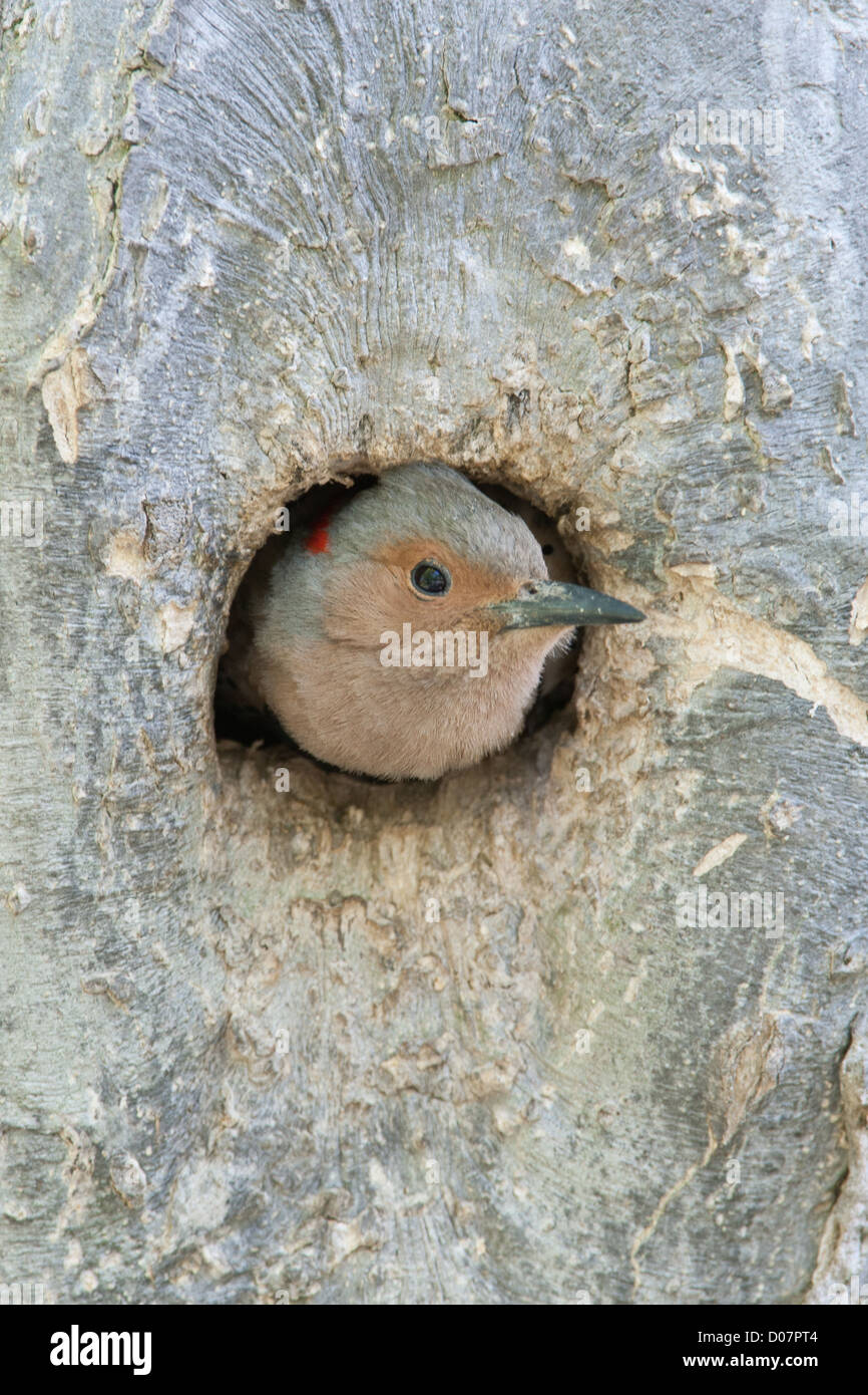 Pic à arbre jaune de Northern Flicker qui sort de Nest Cavity Banque D'Images Pic à arbre jaune de Northern Flicker qui sort de Nest Cavity Banque D'Images