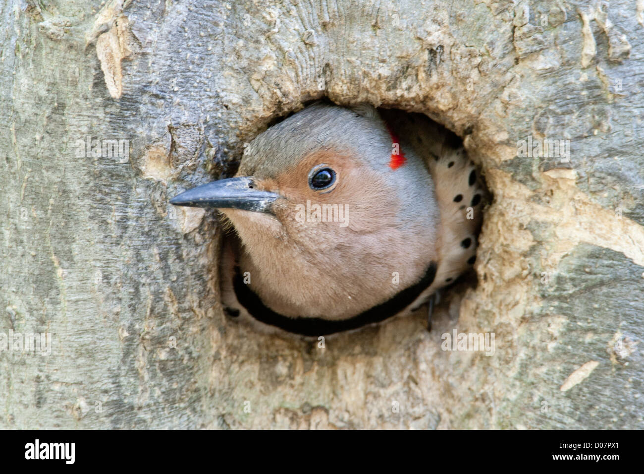 Pic à arbre jaune de Northern Flicker qui sort de Nest Cavity Banque D'Images Pic à arbre jaune de Northern Flicker qui sort de Nest Cavity Banque D'Images