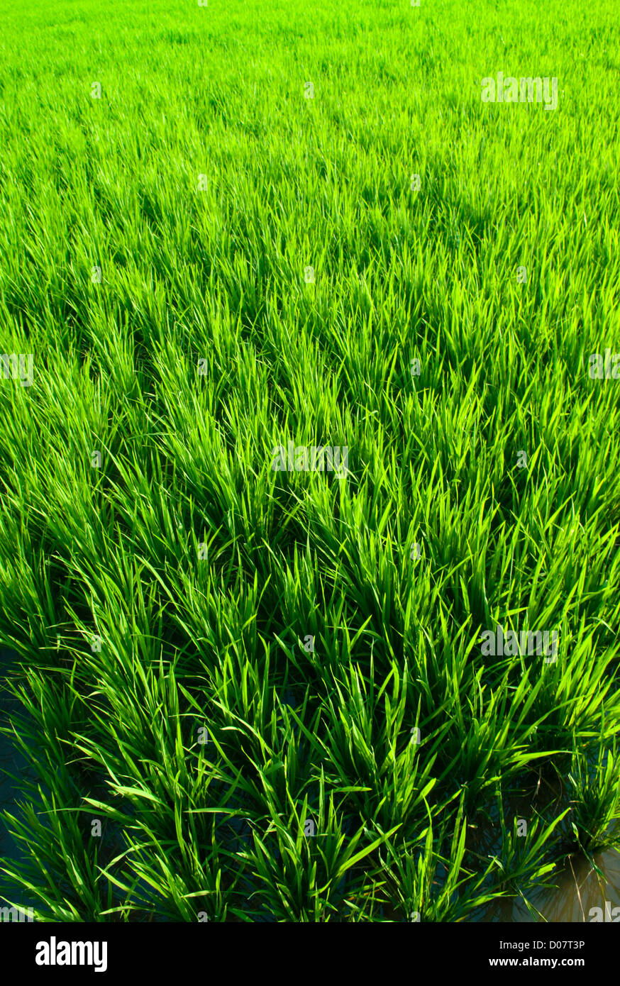 Champ de riz en stade précoce à Bali, Indonésie. Banque D'Images