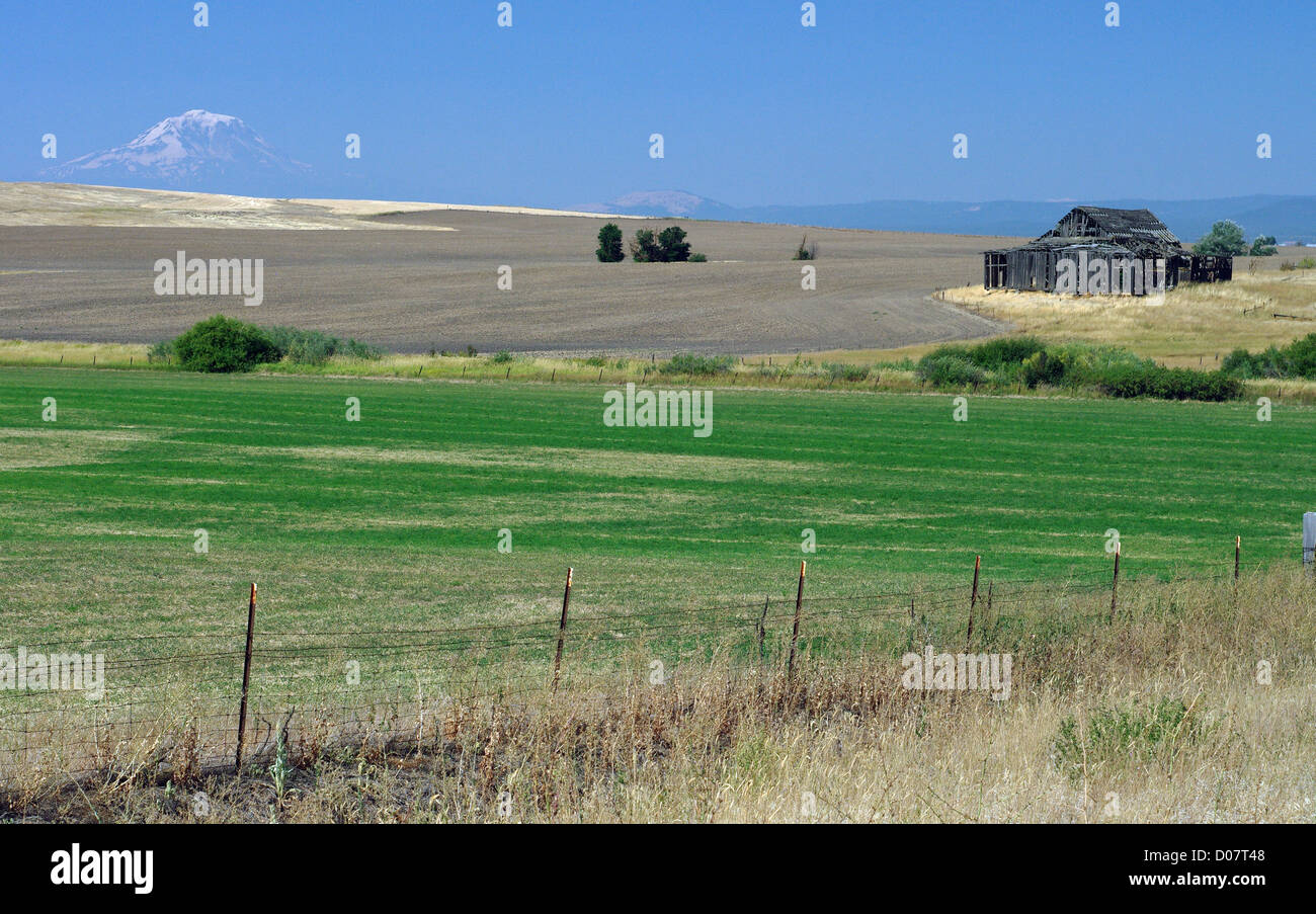 Une grange délabrée et champ cultivé sont comparés par Mt. Rainier dans la distance, partiellement masquée par la brume atmosphérique. Banque D'Images