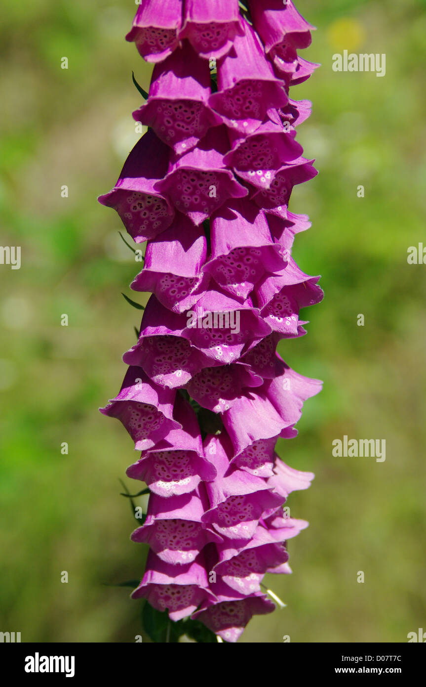 Une plante à fleurs de la digitale pourpre (Digitalis purpurea) illustré en plein soleil. Banque D'Images