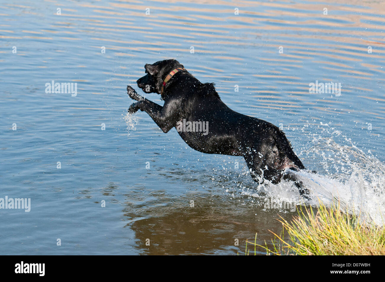 Labrador noir sautant dans l'eau Banque D'Images