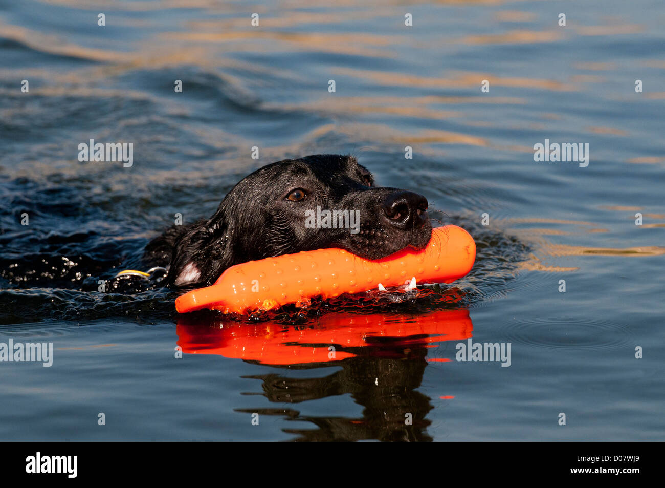 Labrador noir de la récupération de bouclier de formation Banque D'Images