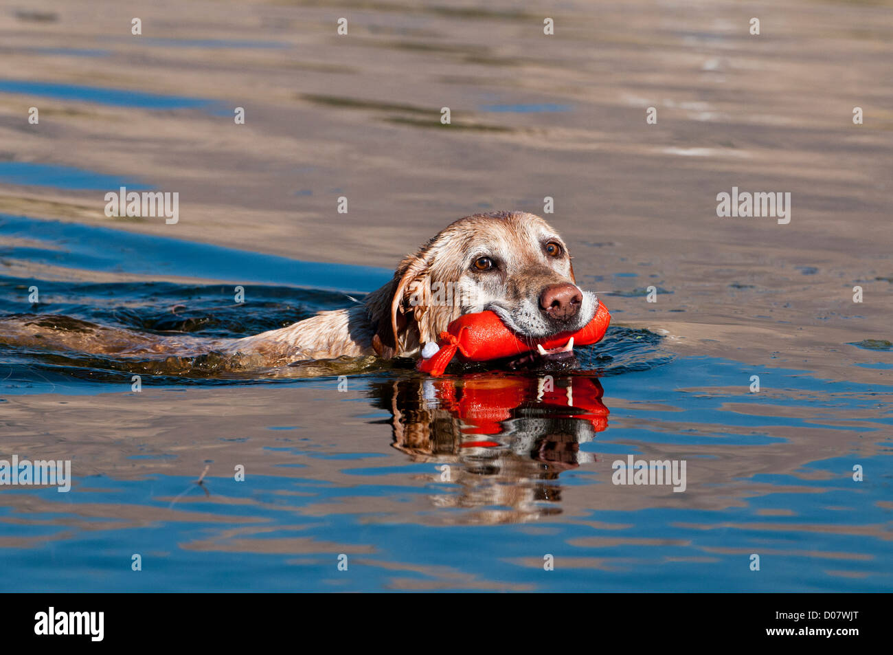 Labrador Retriever jaune récupération de bouclier de formation Banque D'Images