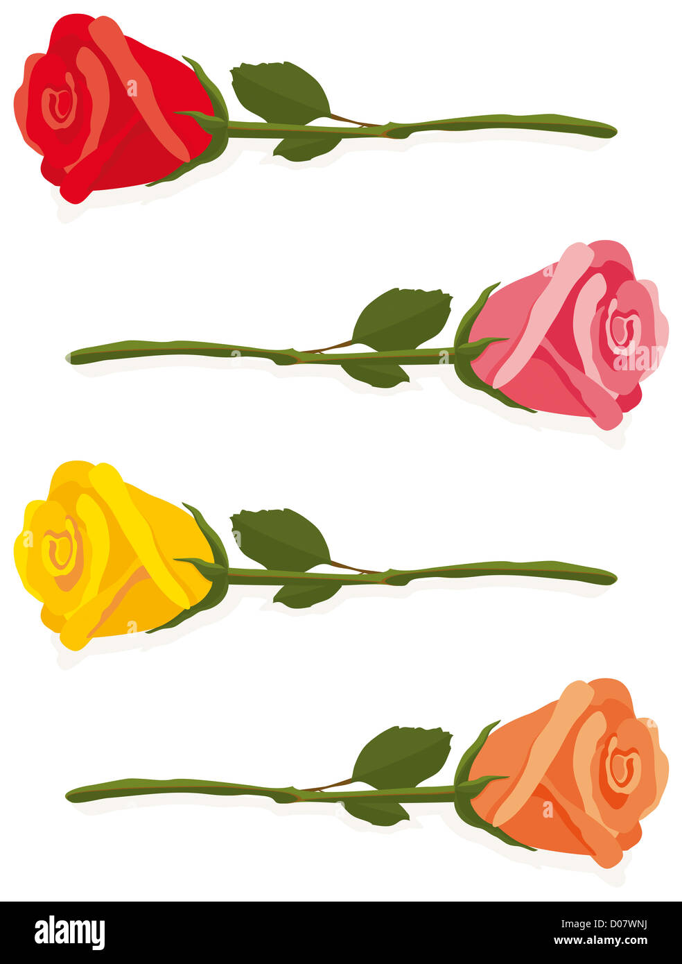 L'Illustre rouge, rose, jaune et orange roses portant sur un fond blanc. Banque D'Images