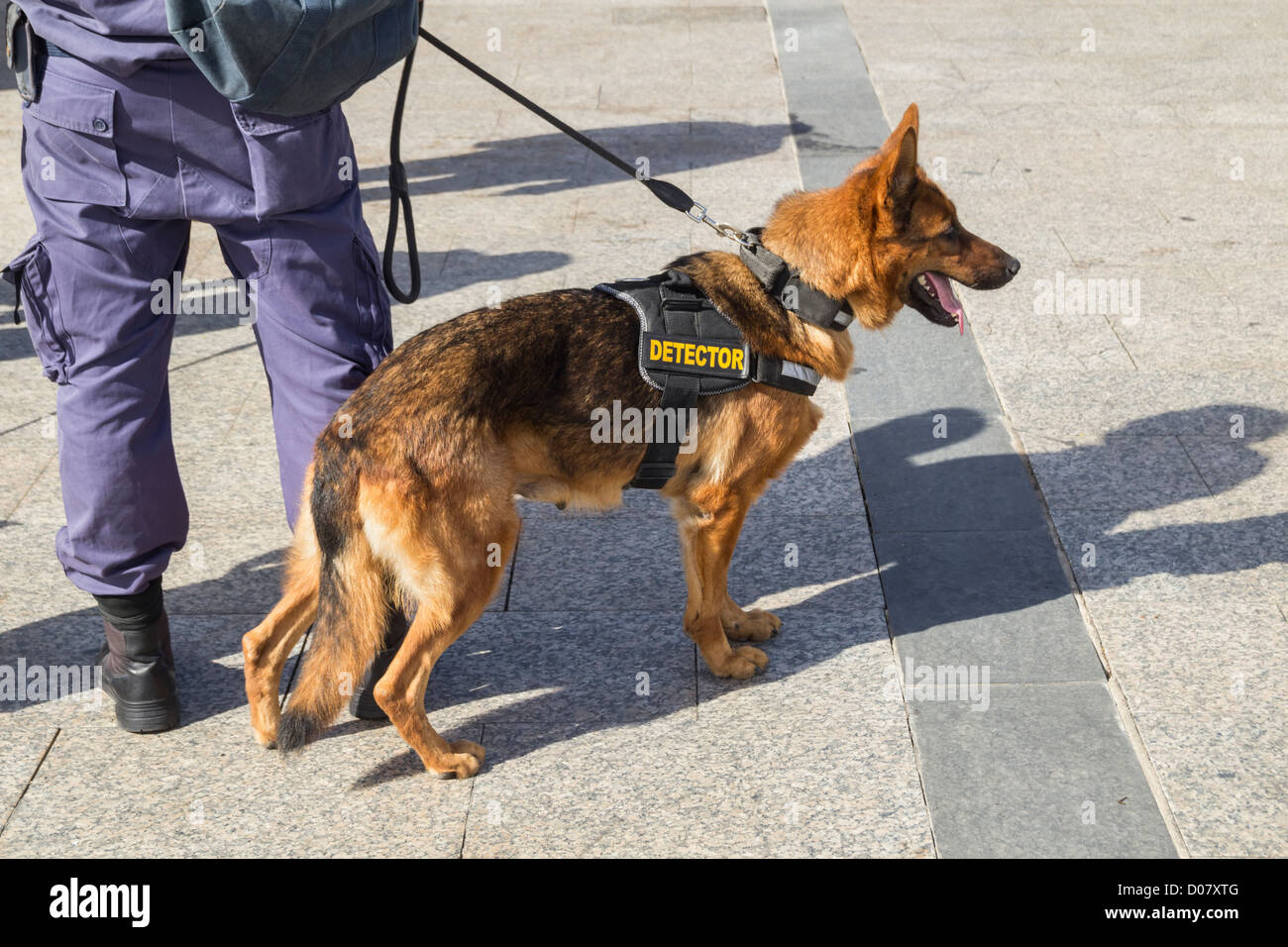 Détecteur de police, chien sniffer en Espagne Banque D'Images