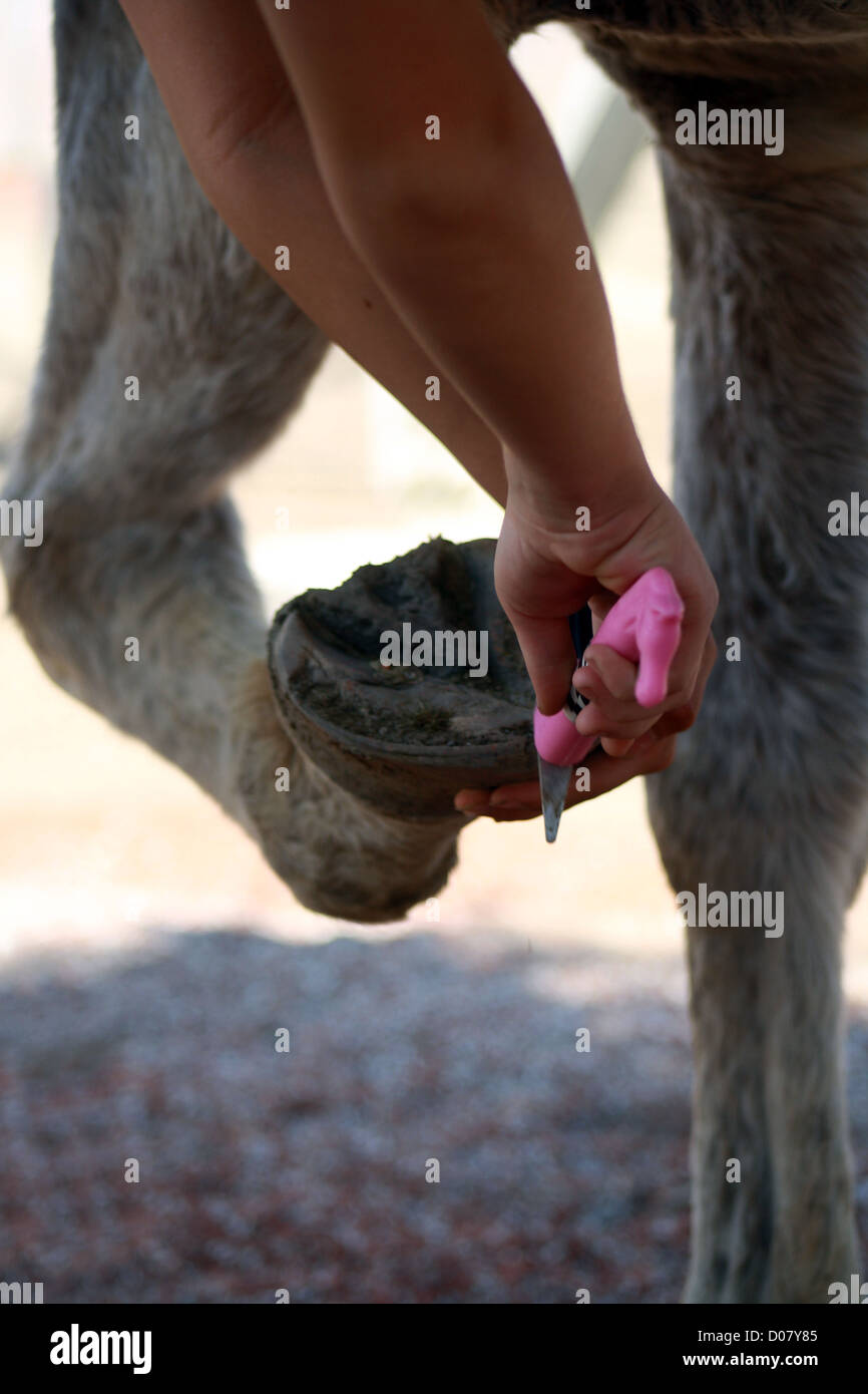 Gros plan de nettoyage enfant Sabot Cheval Banque D'Images