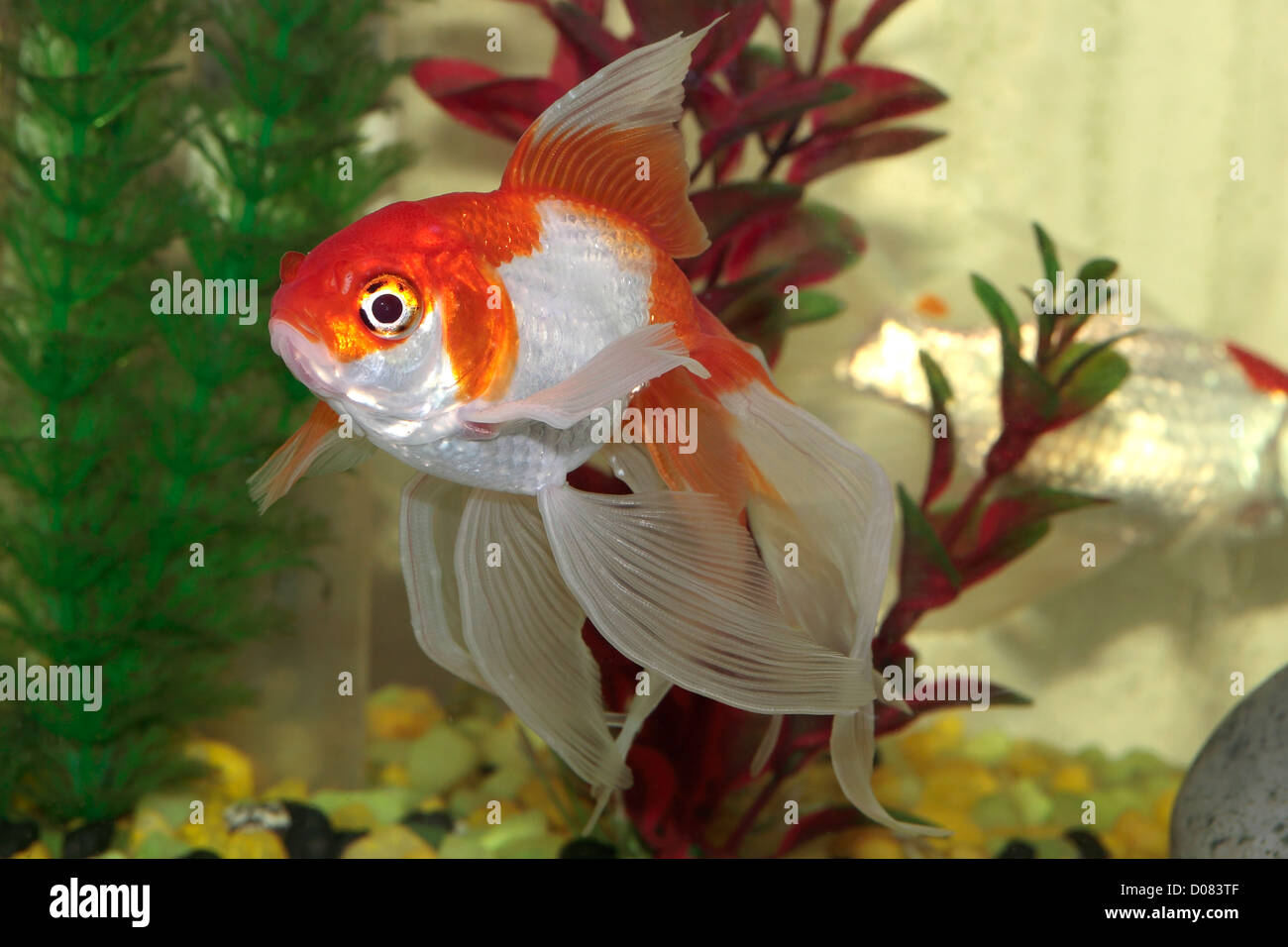Dans un aquarium Poisson Rouge Oranda Banque D'Images