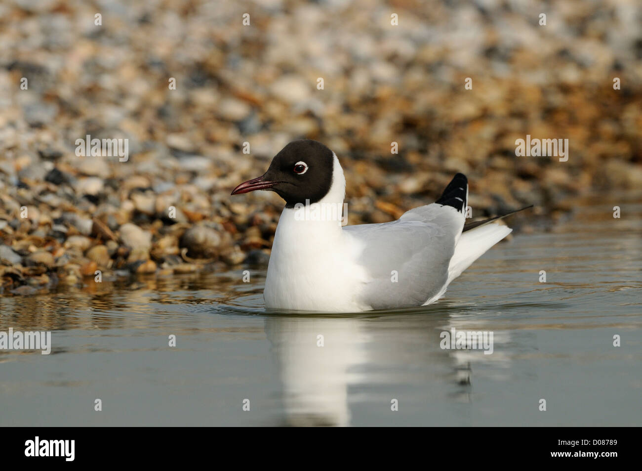 Mouette rieuse (Larus ridibundus) nager sur l'eau, l'Hollande, Mai Banque D'Images