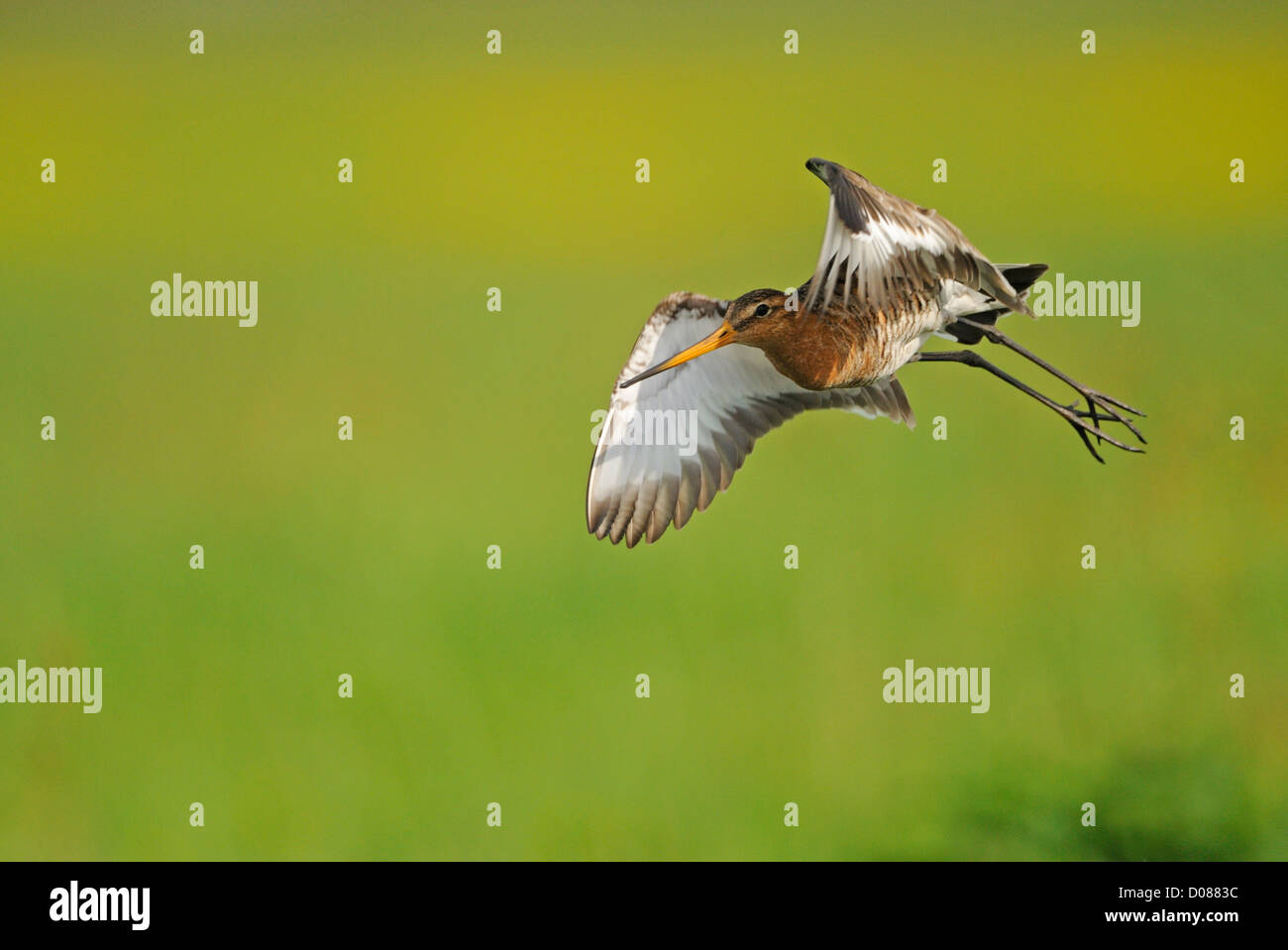 Barge à queue noire (Limosa limosa) en vol, Holland, Mai Banque D'Images