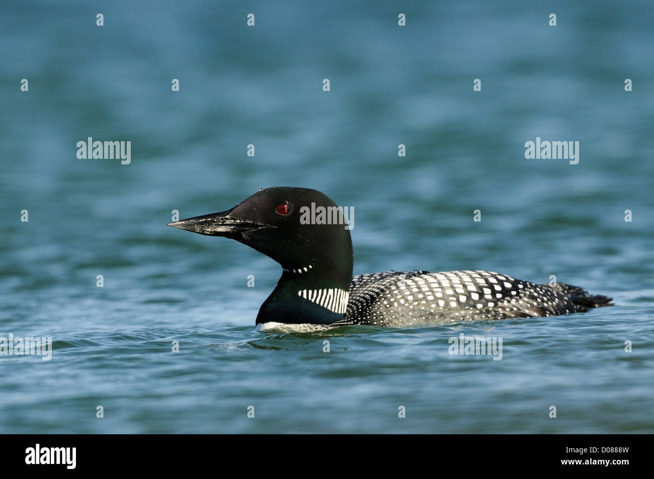 La Great Northern Diver (Gavia immer) en plumage nuptial en été, le lac Myvatn, l'Islande, juin Banque D'Images