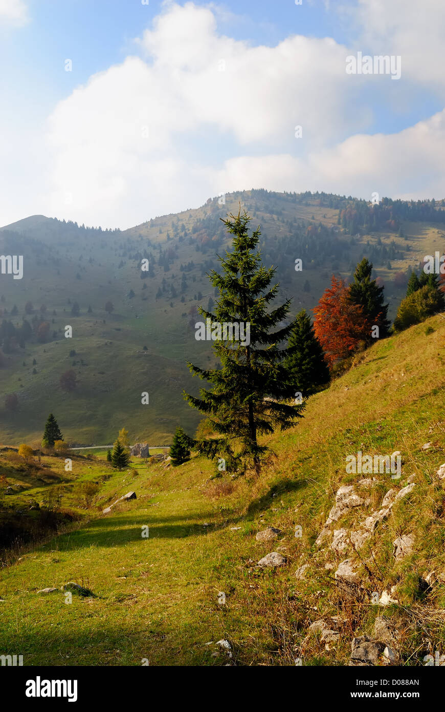 Le mélèze (Larix decidua Miller) est la plus courante essences de conifères dans les Alpes. Banque D'Images
