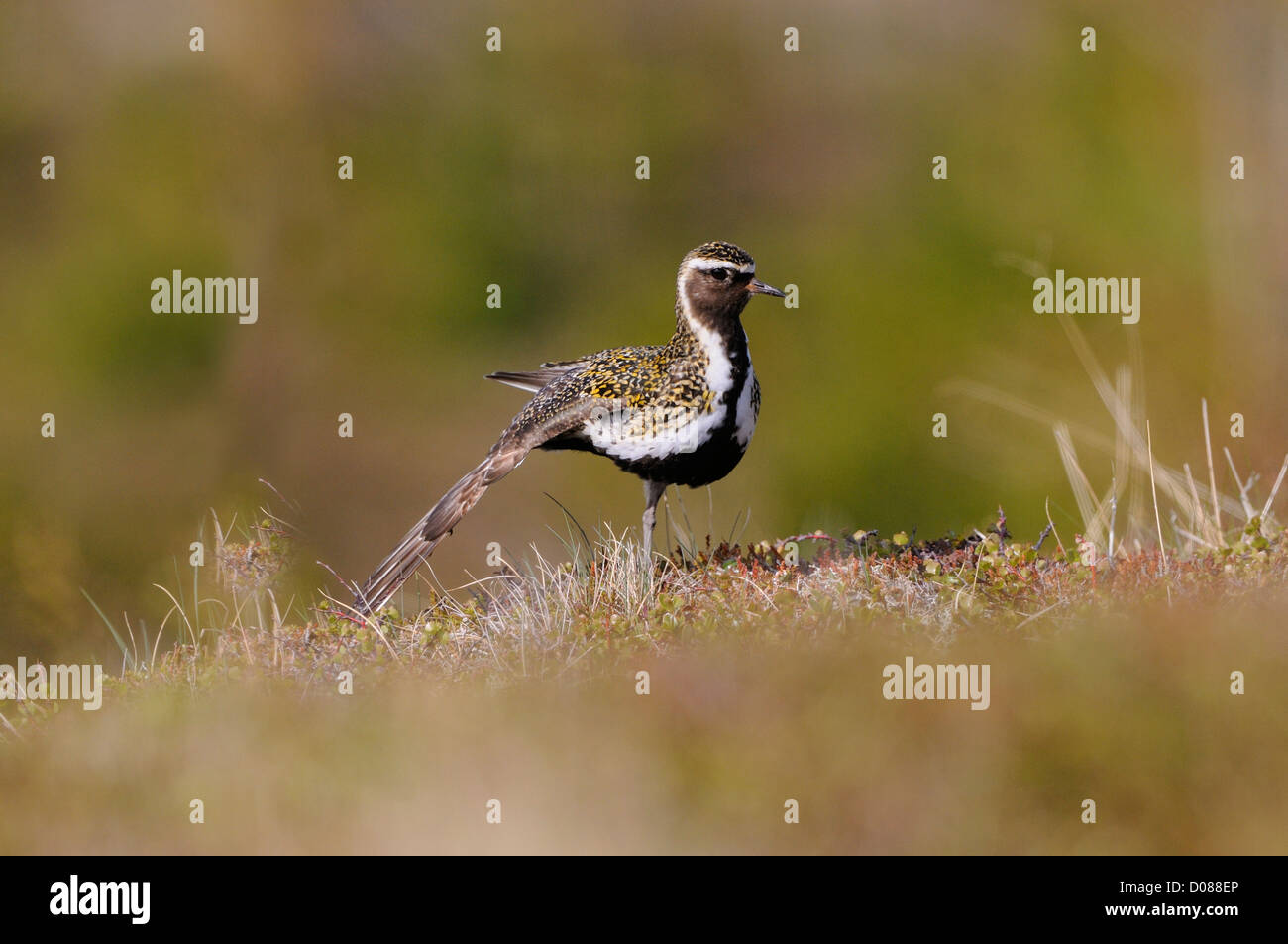 Pluvier doré (Pluvialis apricaria) adulte en plumage nuptial en été, s'étendant de l'Islande, de l'escadre, juin Banque D'Images