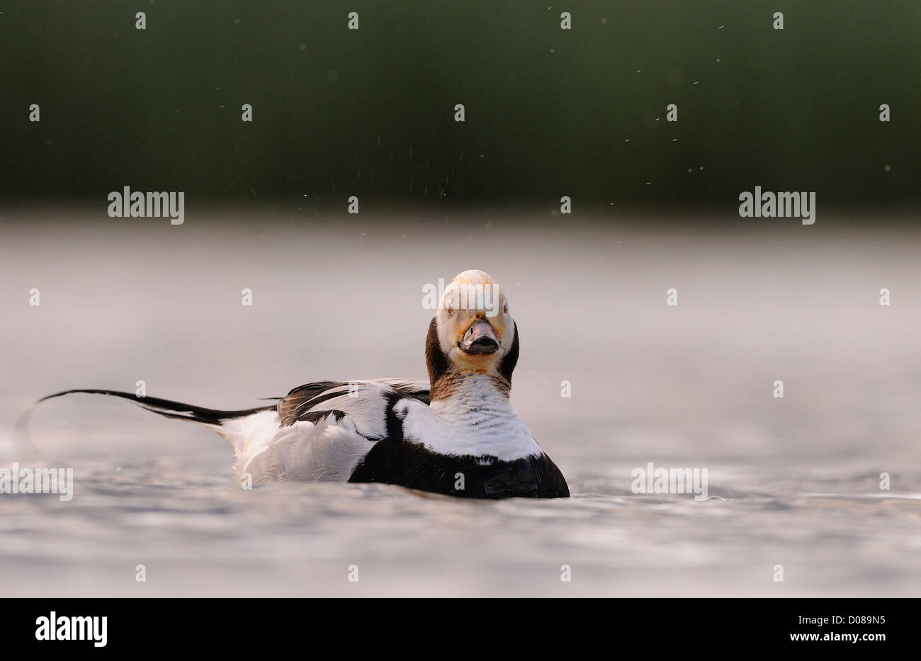 Canard à atiled (Clangula hyernalis) mâle sur l'eau, en plumage d'éclipse, l'Islande, juin Banque D'Images
