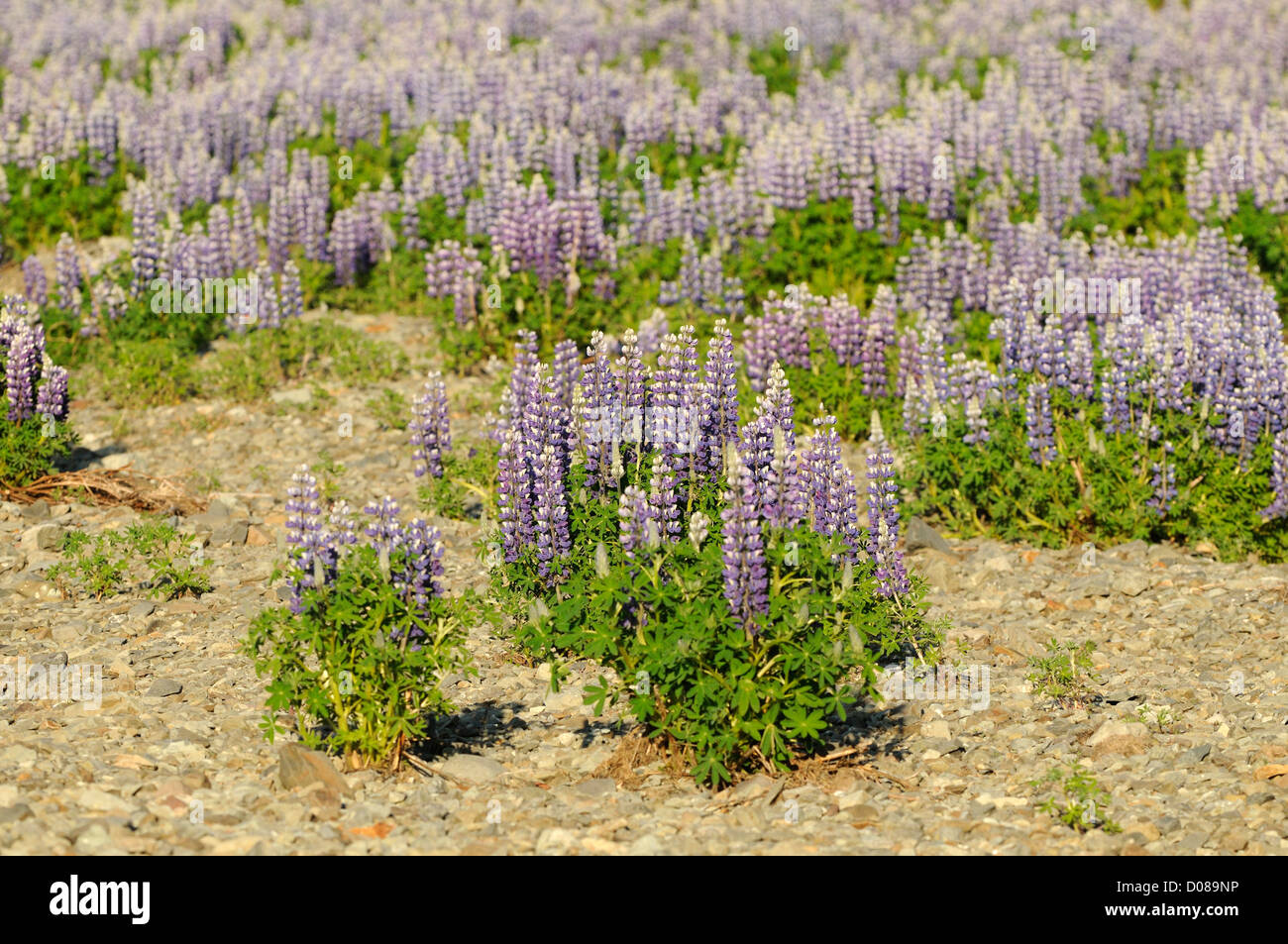 Le lupin vivace (Lupinus polyphyllus) en fleur, l'Islande, juin Banque D'Images