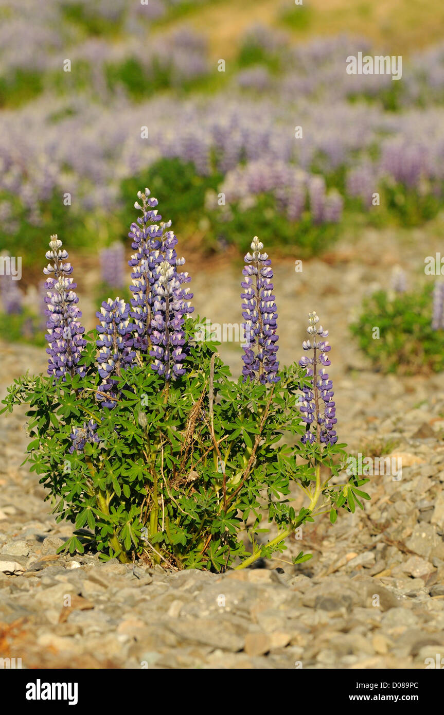 Le lupin vivace (Lupinis polyphyllus) Islande, juin Banque D'Images