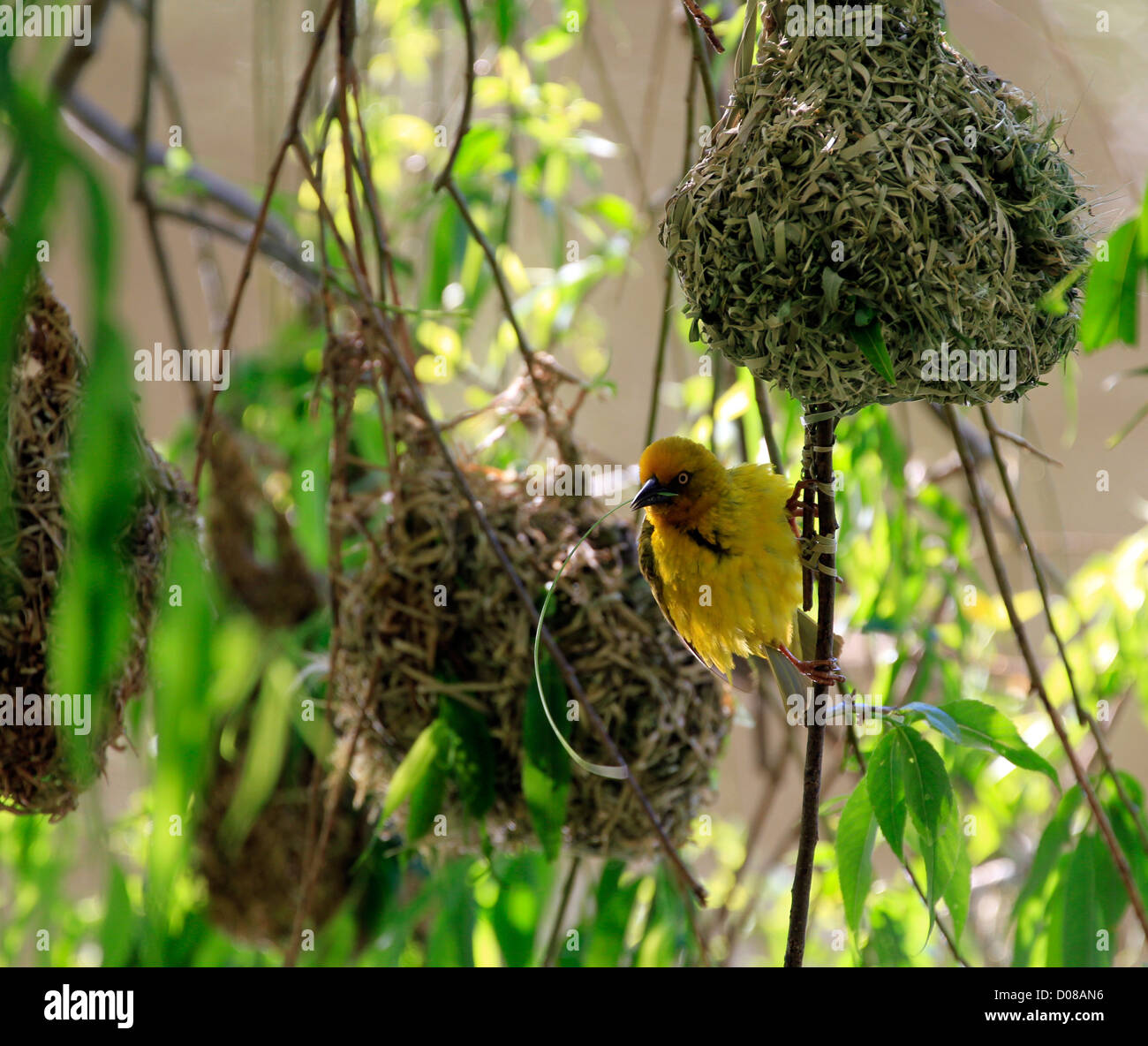 Un homme Cape Weaver (Ploceus capensis) construction d'un nid dans le jardin de Spier Estate dans la région vinicole du Cap, Afrique du Sud. . Banque D'Images