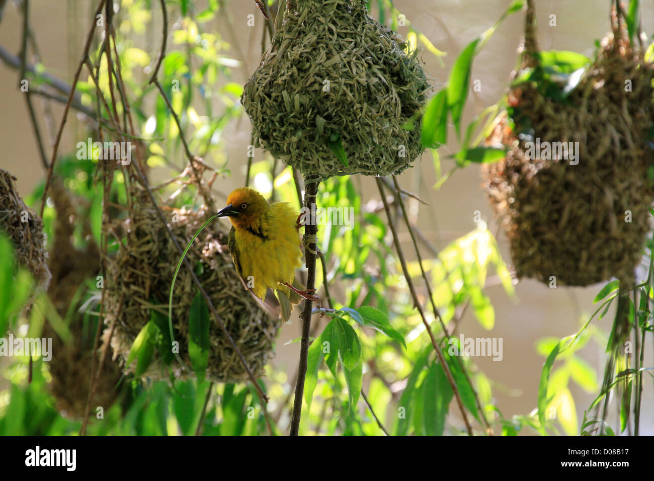 Un homme Cape Weaver (Ploceus capensis) construction d'un nid dans le jardin de Spier Estate dans la région vinicole du Cap, Afrique du Sud. . Banque D'Images