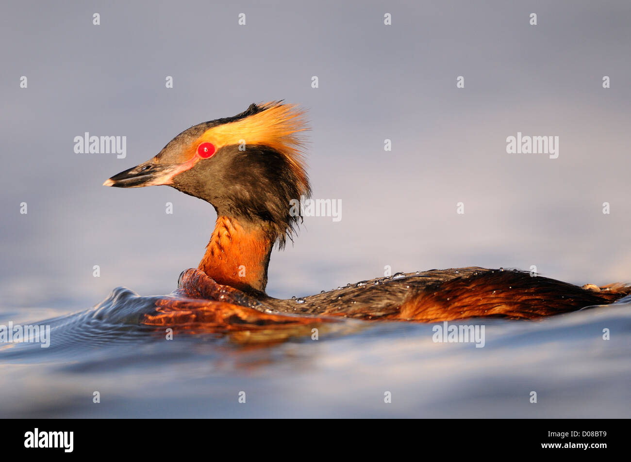 Des palettes ou Grèbe esclavon (Podiceps auritus) natation, en plumage nuptial en été, l'Islande, juin Banque D'Images