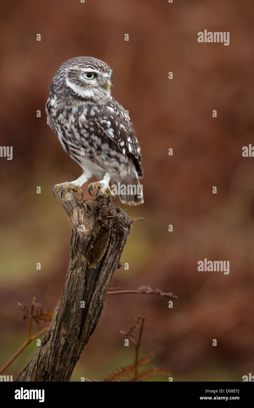 Petit Hibou Banque D'Images