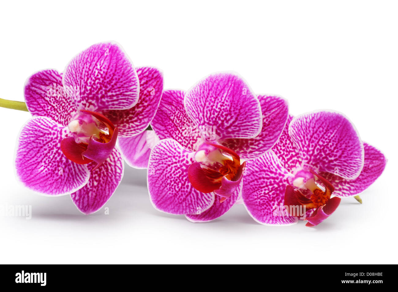 Orchid - John Gollop' Banque D'Images