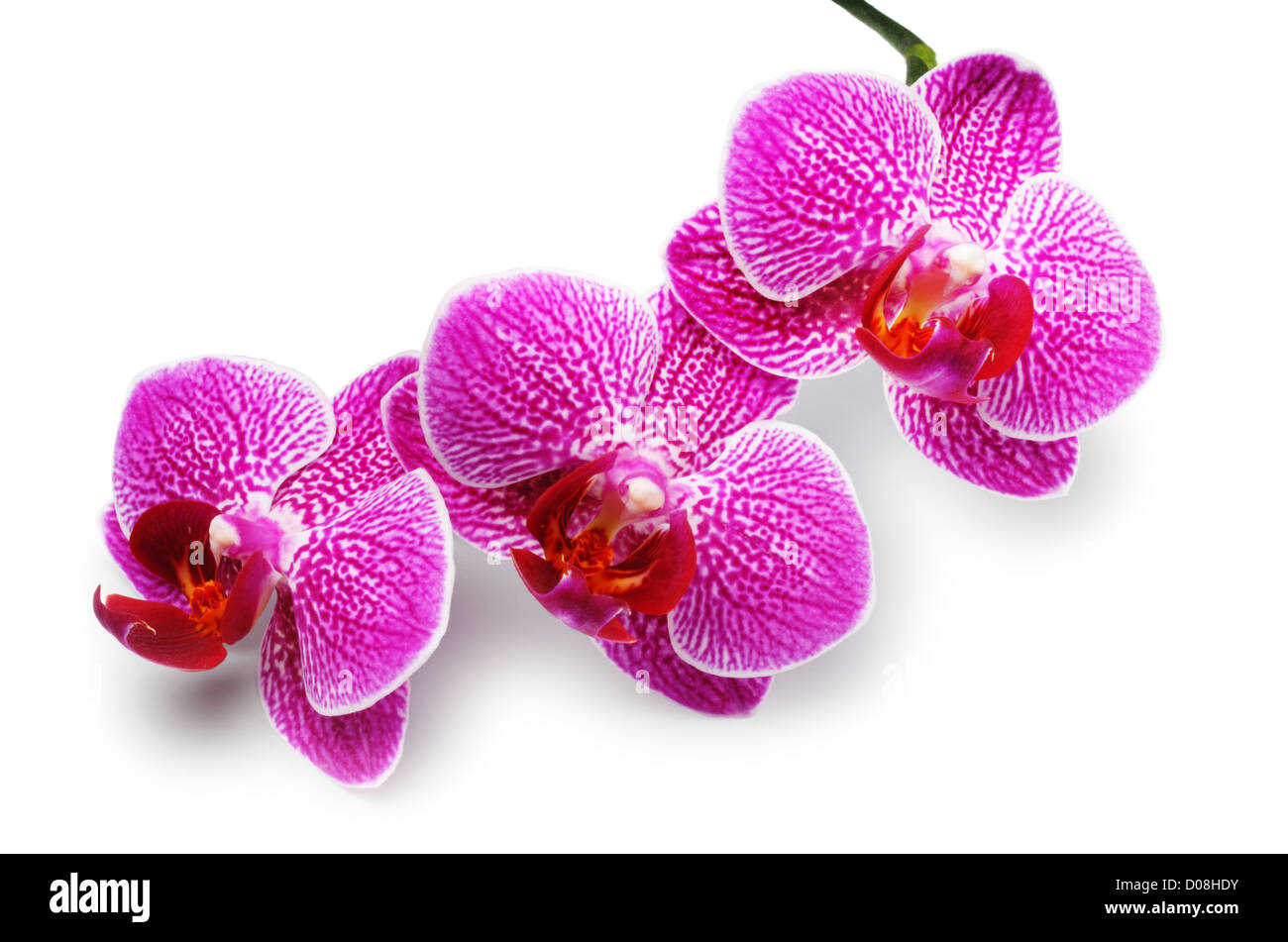 Orchid - John Gollop' Banque D'Images