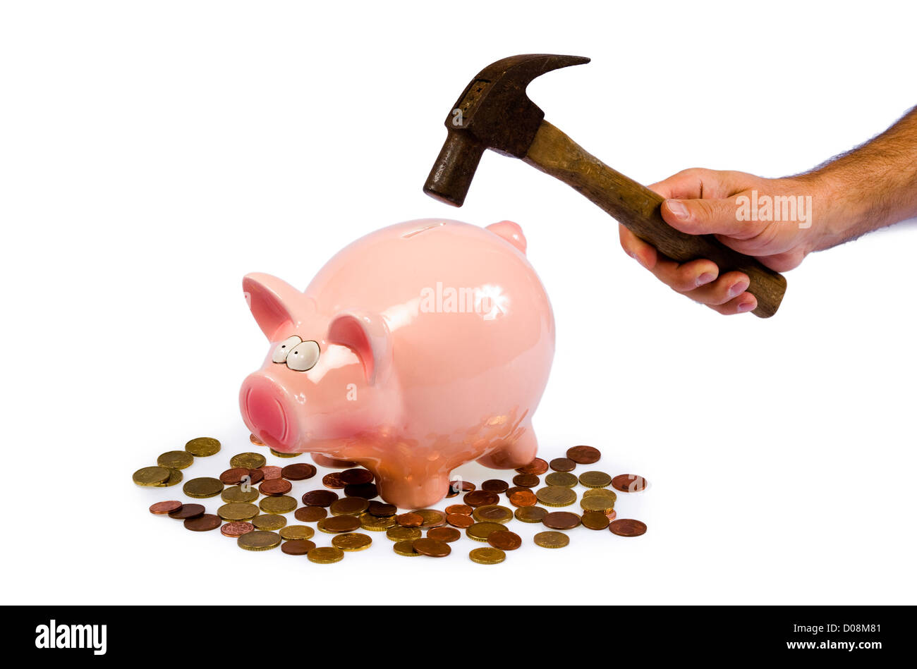 Un chien est prêt à détruire un pavage complet pig Banque D'Images