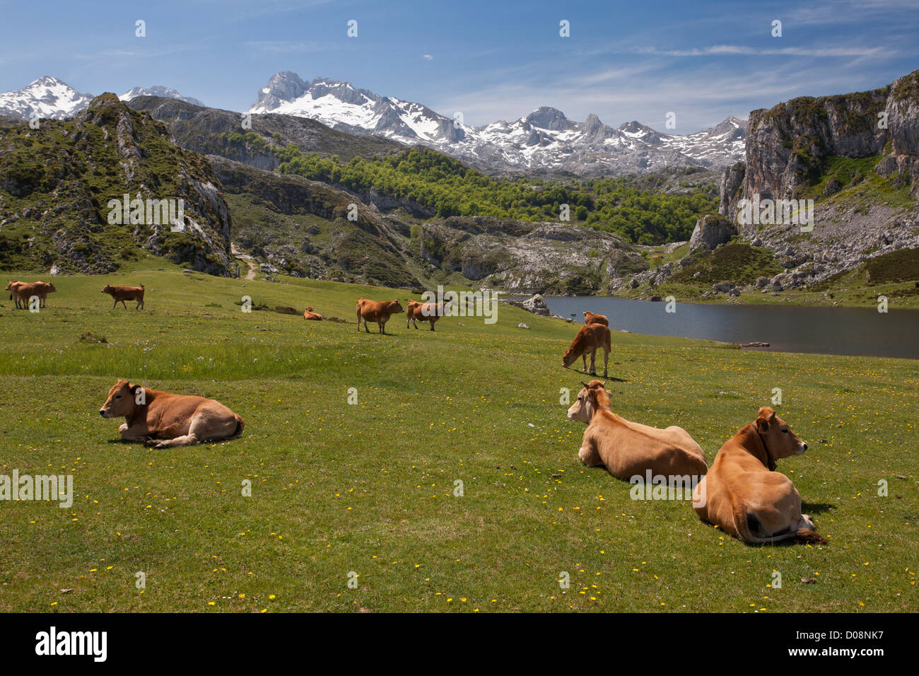Les pâturages élevés, avec vaches casinas, autour des Lacs de Covadonga, le Parc National de Picos de Europa, en Espagne. Banque D'Images