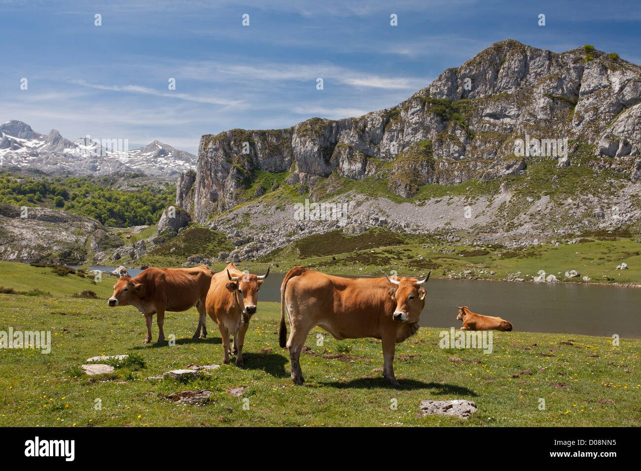 Les pâturages élevés, avec vaches casinas, autour des Lacs de Covadonga, le Parc National de Picos de Europa, en Espagne. Banque D'Images