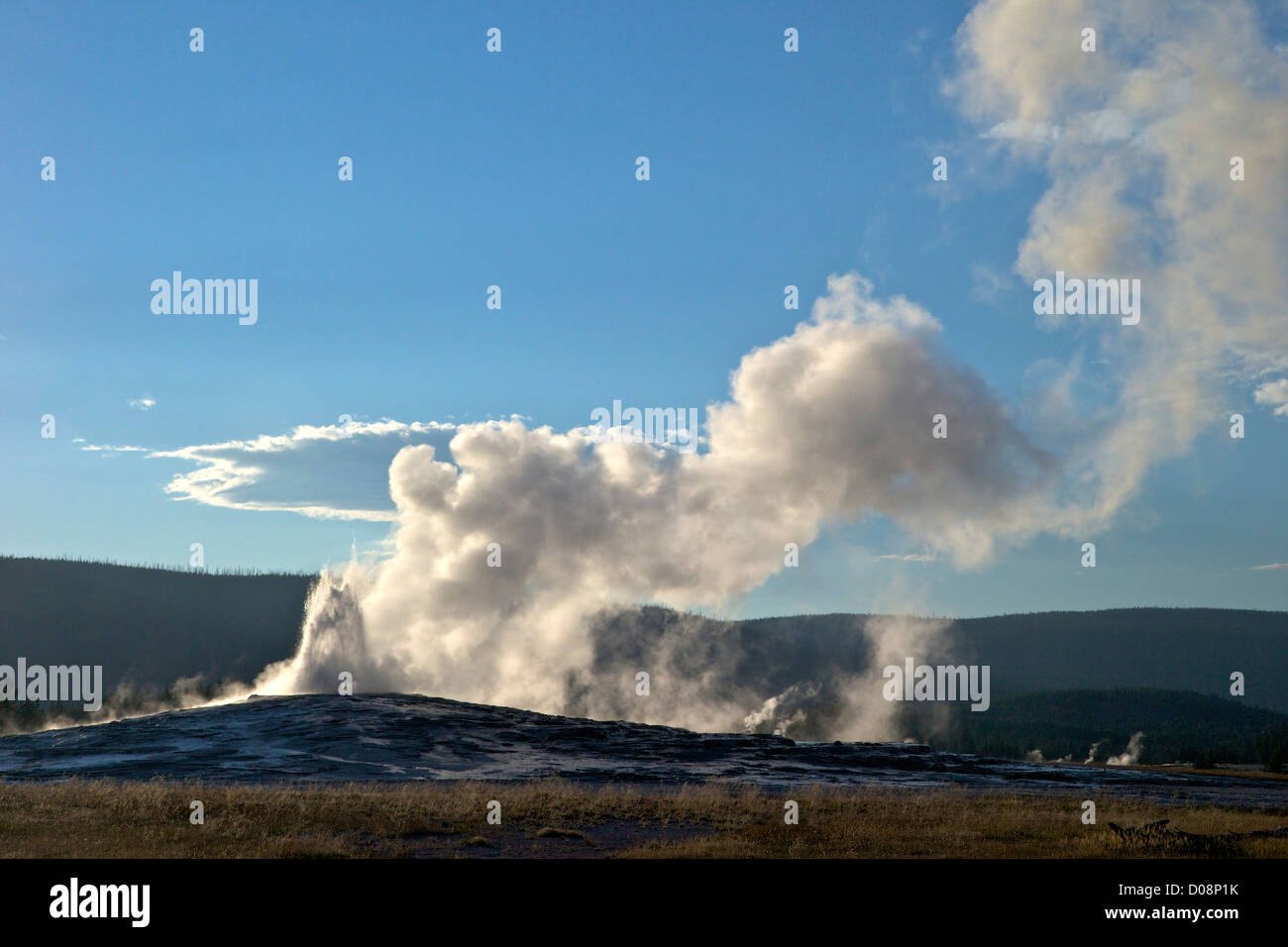 Old Faithful Geyser qui éclaterait en été, lumière du soir, le Parc National de Yellowstone, Wyoming, USA Banque D'Images