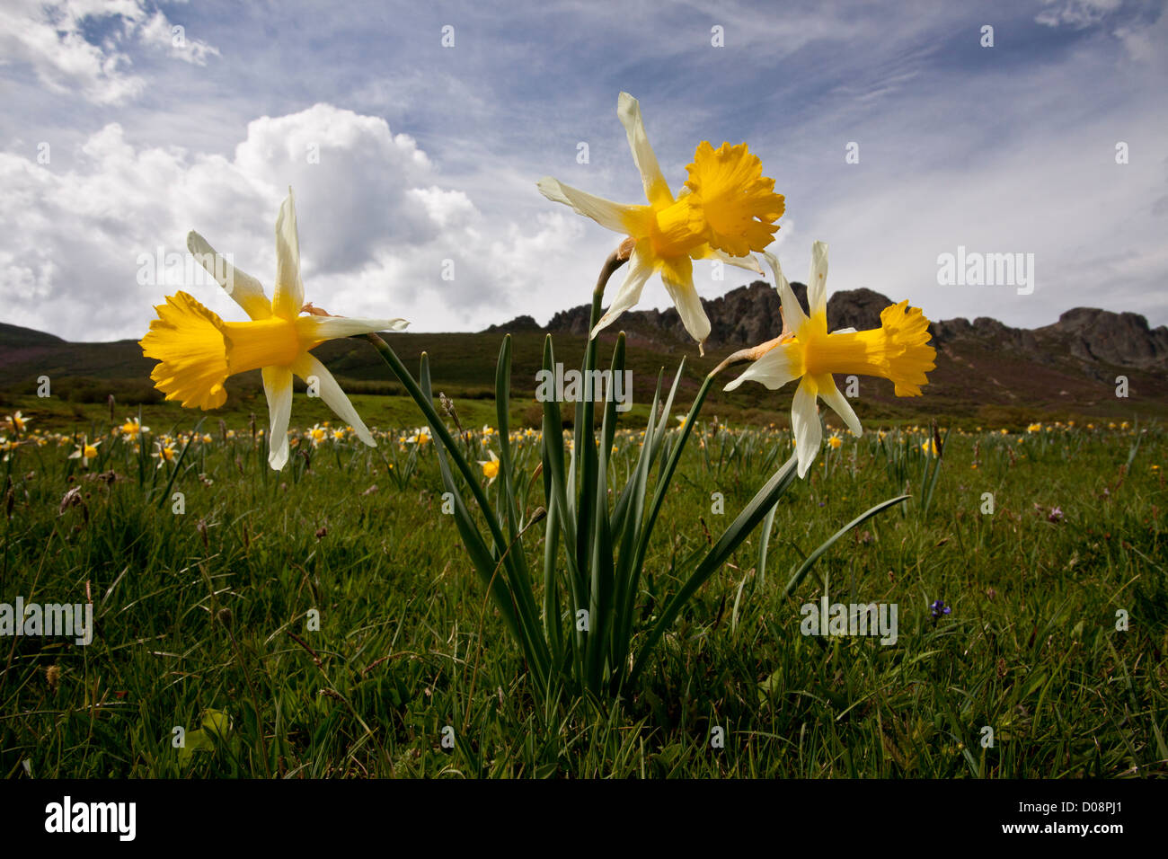 Les jonquilles sauvages (Narcissus pseudonarcissus ssp. nobilis) San Glorio pass (Puerto de San Glorio) à 1600m, Picos de Europa. Espagne Banque D'Images