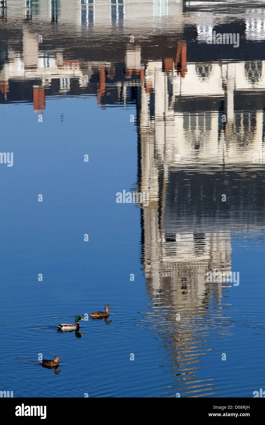 Canards SUR L'EAU SUR LA RÉFLEXION DE LA CATHÉDRALE SAINT LOUIS DANS LA LOIRE BLOIS Loir-et-cher (41) FRANCE Banque D'Images